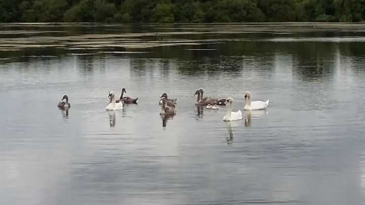 Swan and Signets